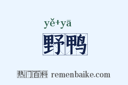 野鸭是什么意思的图片
